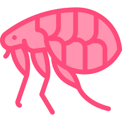 Pulci